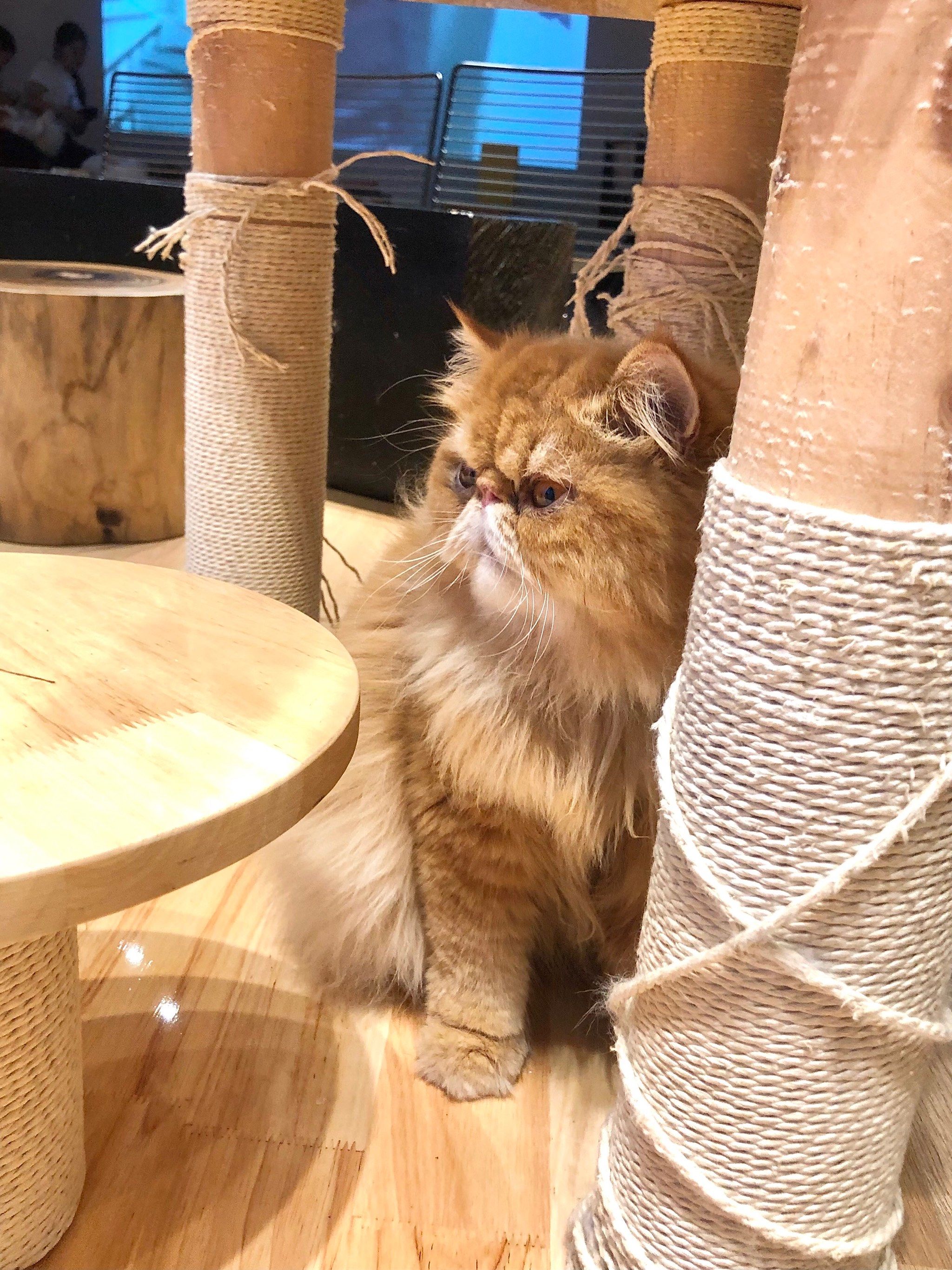 这里的猫像是个人精! 都会斜视了[狗头]