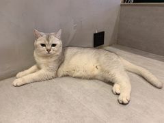 -猫儿山۰猫主题餐厅