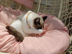 -绒爪撸猫下午茶·猫咖