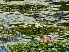 -国家植物园南园