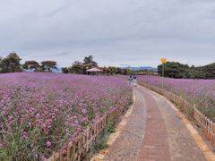 景点-密云玫瑰情园
