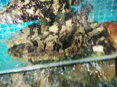 -范饭椰林川湘味海鲜·椰子鸡(三亚湾椰梦长廊店)