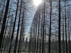 -黄海国家森林公园