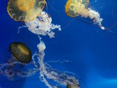-海合安成都极地海洋公园