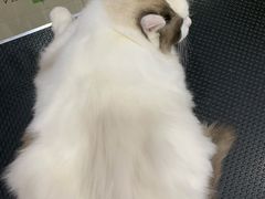 -车接车送·寄养洗护·德文猫舍(大宁店)