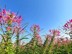 -花博汇(知音花月夜)