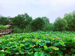 -长兴太湖图影湿地文化园