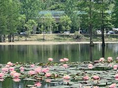 -白鹭湾湿地公园