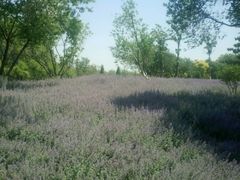 -永定河休闲森林公园