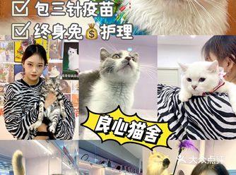广州良心猫舍️品种敲齐全享终身护理