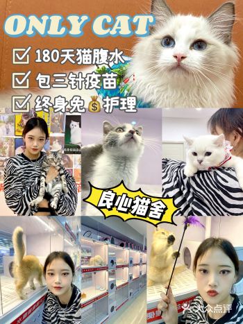 广州良心猫舍️品种敲齐全享终身护理
