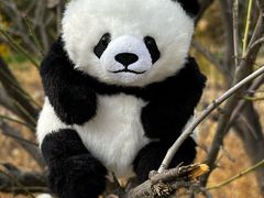 -栾川竹海野生动物园