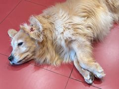 -和它·交个朋友·狗咖猫咖(爱琴海店)