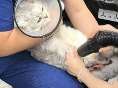 -乐琪宠物医院·犬猫专科·骨外科·急重症
