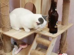 -猫咪派对(江南西店)