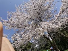 -西安青龙寺遗址景区