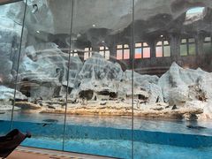 -帝企鹅自助餐厅•儿童岛•真企鹅(长隆企鹅酒店)