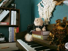 -超宠爱宠物摄影-Super pet