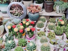 -桂林市花鸟市场