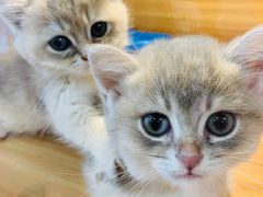 -猫十亿·布偶金渐层·曼基康矮脚猫舍(青年路店)