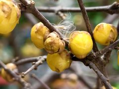 -双季花艺园艺市场(浦东店)