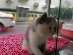 -宠爱多约克夏马尔济斯泰迪小型犬专卖