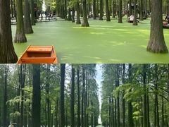 -渌洋湖湿地公园