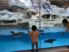 -帝企鹅自助餐厅•儿童岛•真企鹅(长隆企鹅酒店)