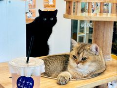 -有喵·猫咖·狗咖·40+猫狗有小奶狗(岗厦店)