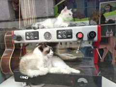 -喵屿·大理花园猫咖