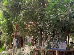 -呀路古热带植物园