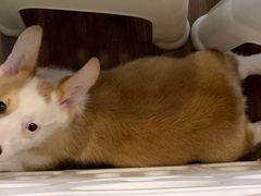 -柯斗斗主题餐厅·狗咖·围炉煮茶·茶饮(国瑞升平里店)