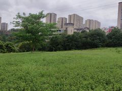 -张坝桂圆林公园