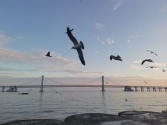 -星海湾跨海大桥