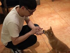 -more than meow吴止猫主题餐厅(承德 中船汇店)