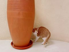 -白茶原·一片叶子