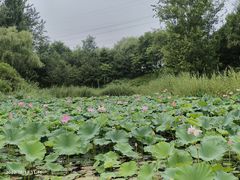 -翠湖国家城市湿地公园