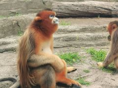 -大连森林动物园