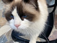 -喵屿·大理花园猫咖