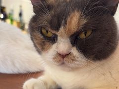 -有猫主题·治愈系猫咖(曾厝垵店)