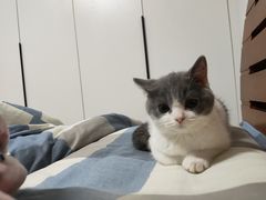 -欣宠猫屋·矮脚拿破仑·蓝金金渐层