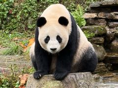 -中国大熊猫保护研究中心雅安碧峰峡基地