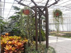 DSCN1252-上海鲜花港