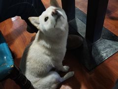 -猫小院猫主题咖啡厅(北锣店)