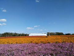 -莲花山花海