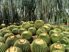 -深圳仙湖植物园