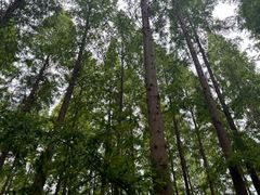 -黄海国家森林公园