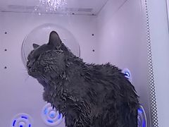 -爱洗澡的猫(天河路店)