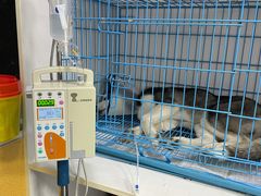 -美联众合动物医院(·中兽医·疑难杂症·严家桥分院)