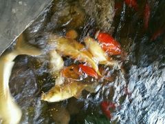 android_upload_pic-山有花啡餐厅(常营总店)